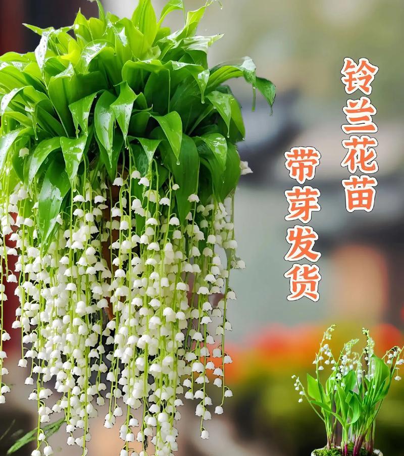 铃兰的花语和寓意有哪些？