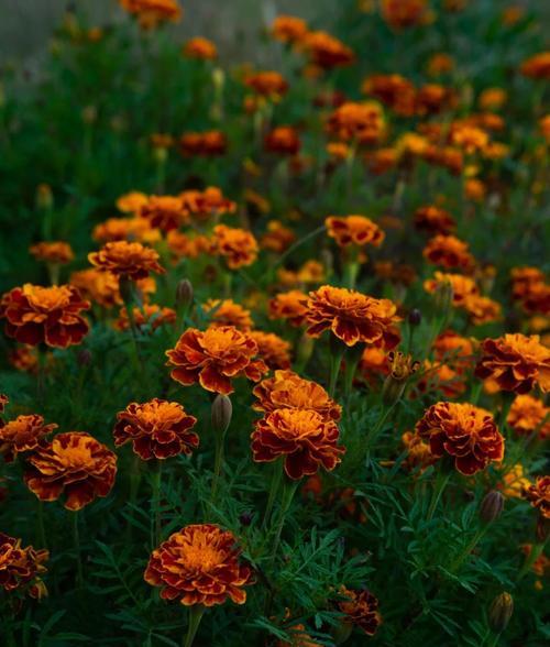 乱了时节的花语代表什么？如何表达情感？