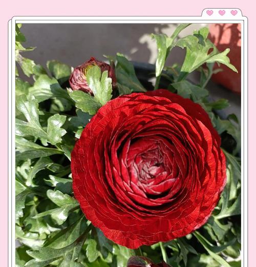 乱了时节的花语代表什么？如何表达情感？