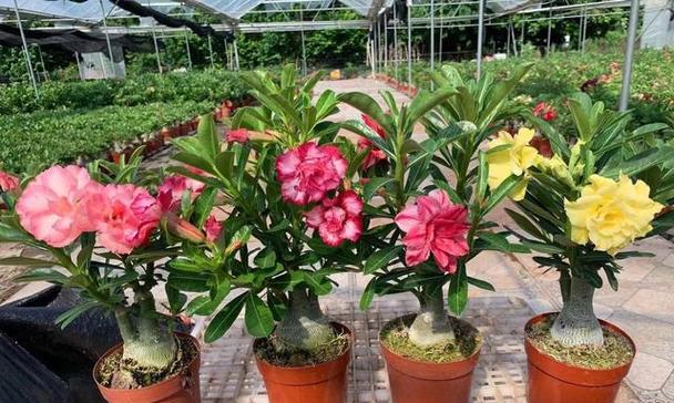 新手必看!这8种懒人花卉养不死还能旺家？家庭种植绿植指南是什么？