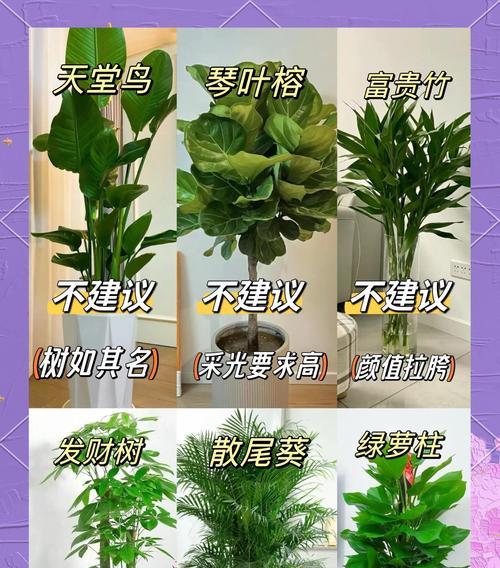 新手必看!这8种懒人花卉养不死还能旺家？家庭种植绿植指南是什么？