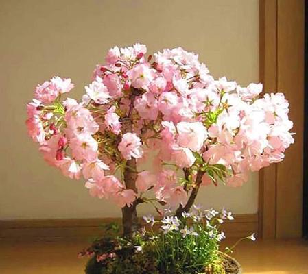 樱花养护全攻略？樱花的养护要点有哪些？