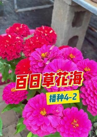 百日草种子发芽关键要素是什么？如何提高发芽率？