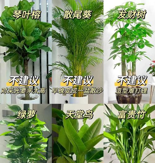 室内外绿植养护指南有哪些？9种花卉植物的养护秘诀是什么？