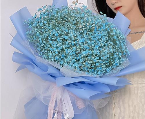 满天星有花粉吗满天星(学名)？满天星的特性是什么？