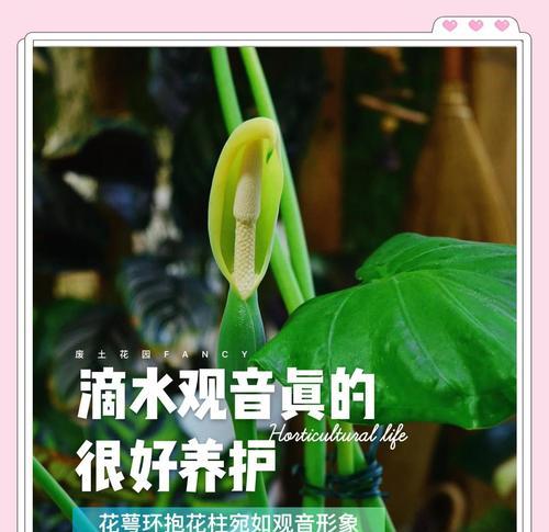 滴水观音是什么植物？滴水观音的养护要点有哪些？