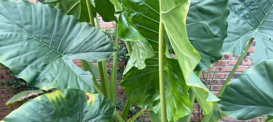 滴水观音是什么植物？滴水观音的养护要点有哪些？