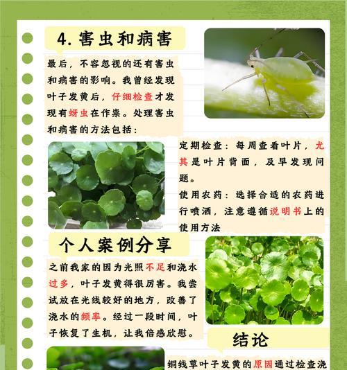 植物黄叶原因及对策？如何解决植物黄叶问题？