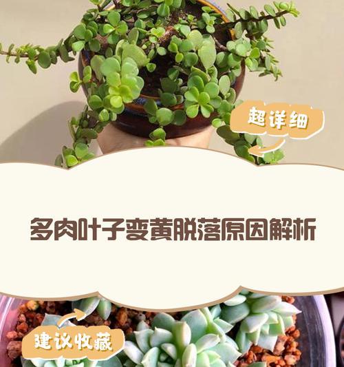 植物黄叶原因及对策？如何解决植物黄叶问题？