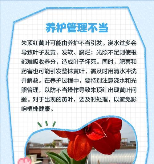 植物黄叶原因及对策？如何解决植物黄叶问题？