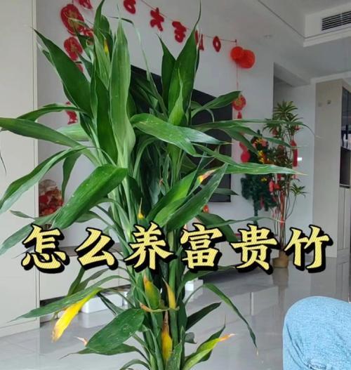 富贵竹养护攻略是什么？如何轻松养出好状态？