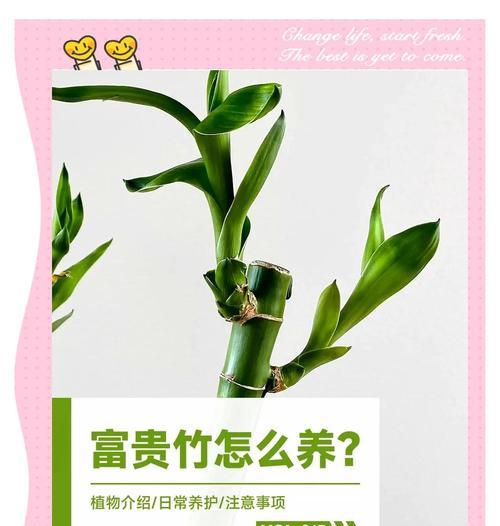 富贵竹养护攻略是什么？如何轻松养出好状态？