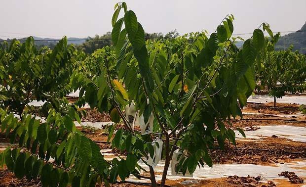 垂盆草的种植方法是什么？栽种后每隔半个月追施一次氮肥有效吗？