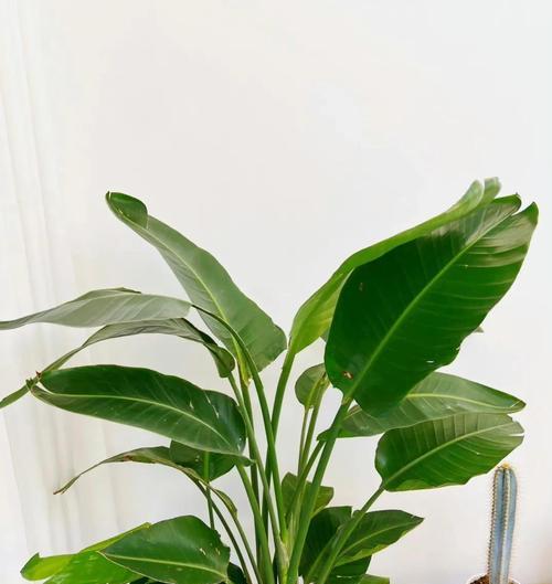 天堂鸟花的养护诀窍与多样花语是什么？如何养护天堂鸟花？