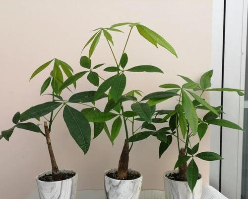 4种花,大盆养壮,小盆挤废,花盆“越大”越好养!？如何选择合适的花盆？