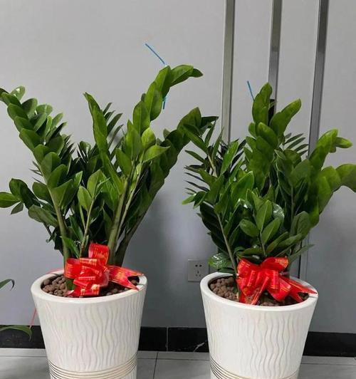 4种花,大盆养壮,小盆挤废,花盆“越大”越好养!？如何选择合适的花盆？
