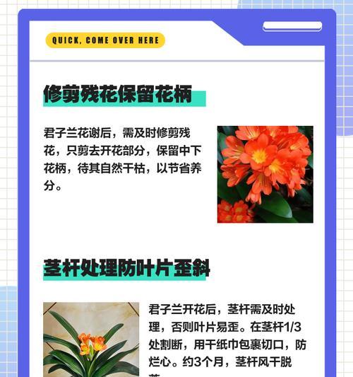 如何养护君子兰？解决常见问题的全面指南是什么？