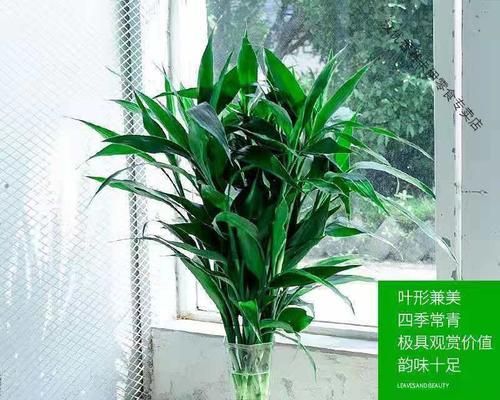 节节高竹的植物学解析与人文意蕴是什么？节节高竹的特点有哪些？