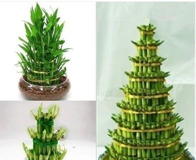 节节高竹的植物学解析与人文意蕴是什么？节节高竹的特点有哪些？