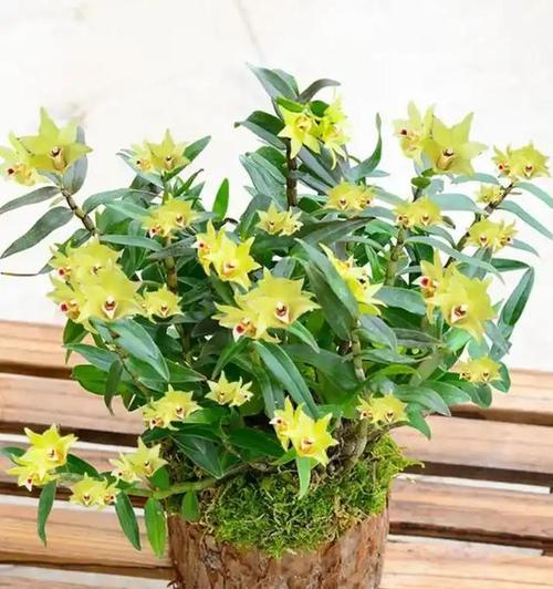 5月养这5种花,好看又好养,一年四季都开花!？这5种花是什么？