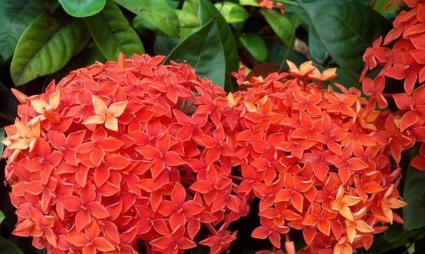 5月养这5种花,好看又好养,一年四季都开花!？这5种花是什么？