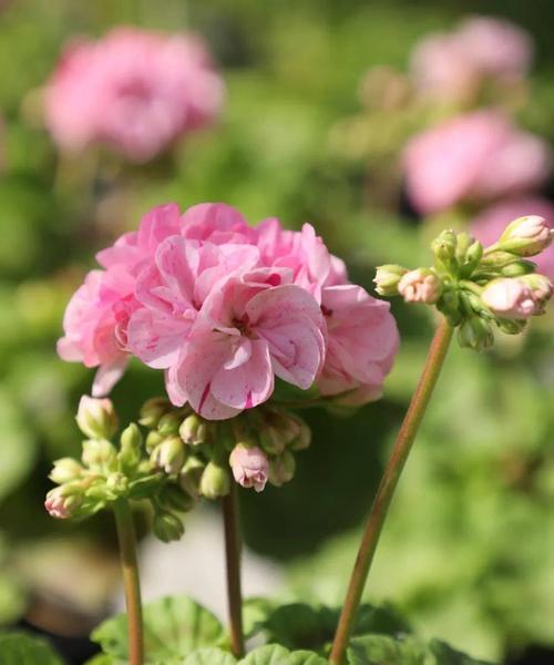 5月养这5种花,好看又好养,一年四季都开花!？这5种花是什么？
