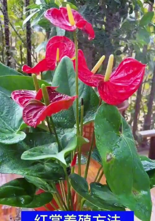 红掌花盆栽是什么？红掌花盆栽的养护要点有哪些？