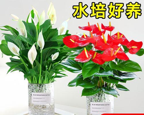 红掌花盆栽是什么？红掌花盆栽的养护要点有哪些？