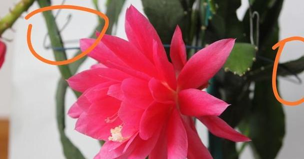 令箭荷花如何快速生根？