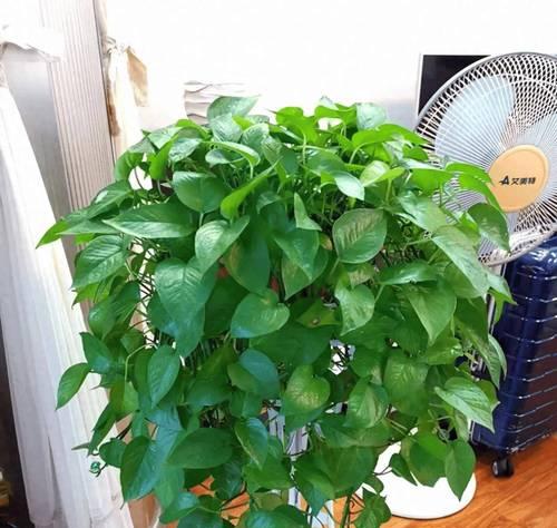 十大珍贵盆栽盘点,你养了吗？