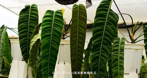 十大珍贵盆栽盘点,你养了吗？
