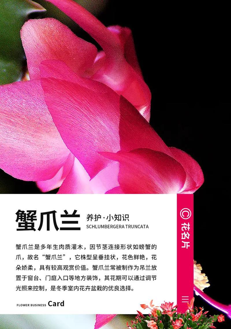 蟹爪兰选肥技巧及最佳肥料是什么？