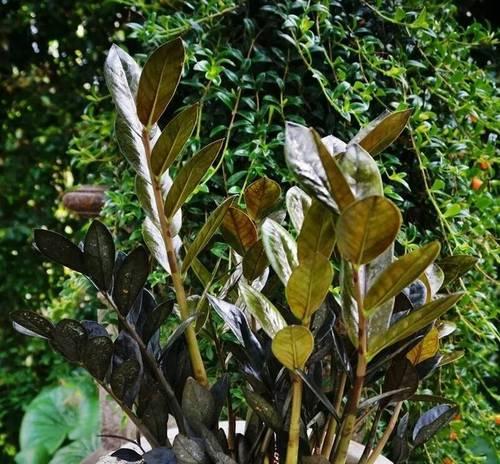 观花植物盆栽有哪些？