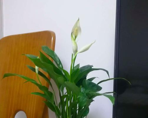 观花植物盆栽有哪些？