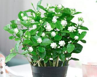 观花植物盆栽有哪些？
