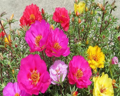 重瓣太阳花的花期和花色有哪些？