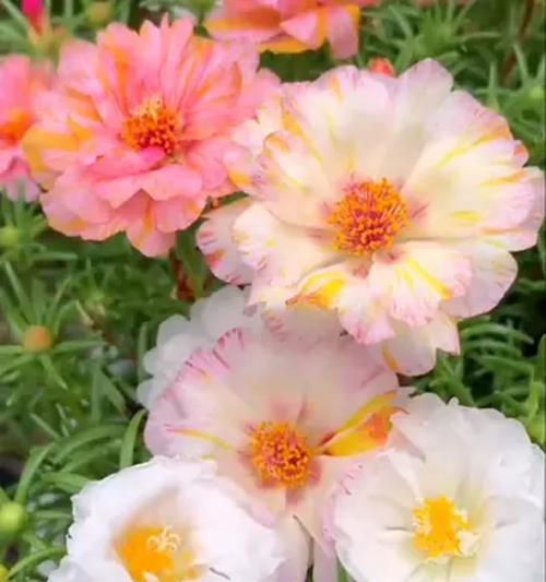 重瓣太阳花的花期和花色有哪些？