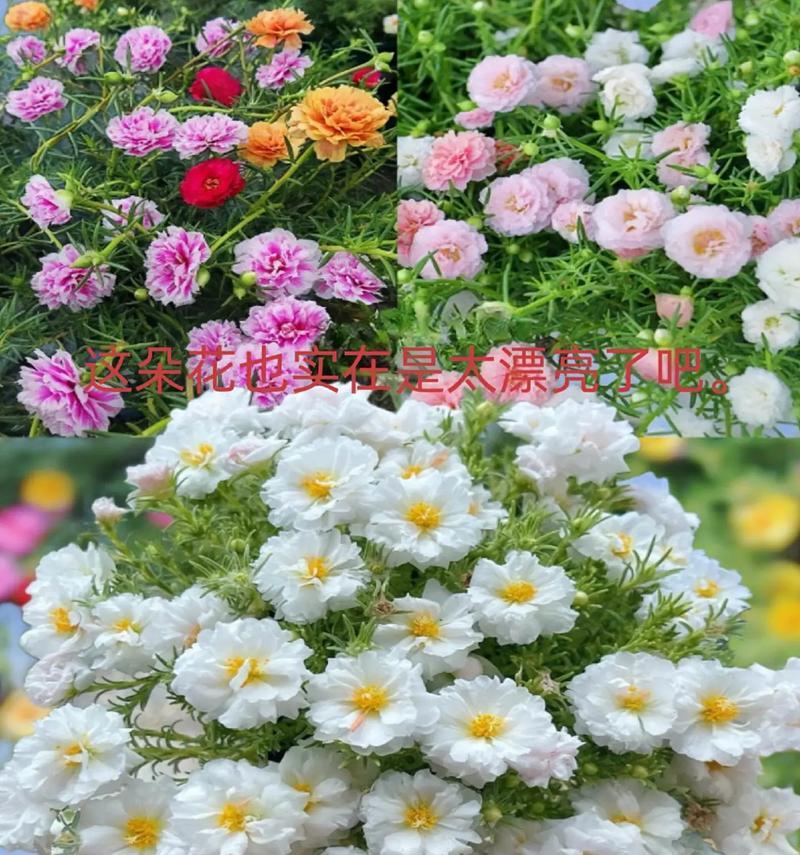 重瓣太阳花的花期和花色有哪些？