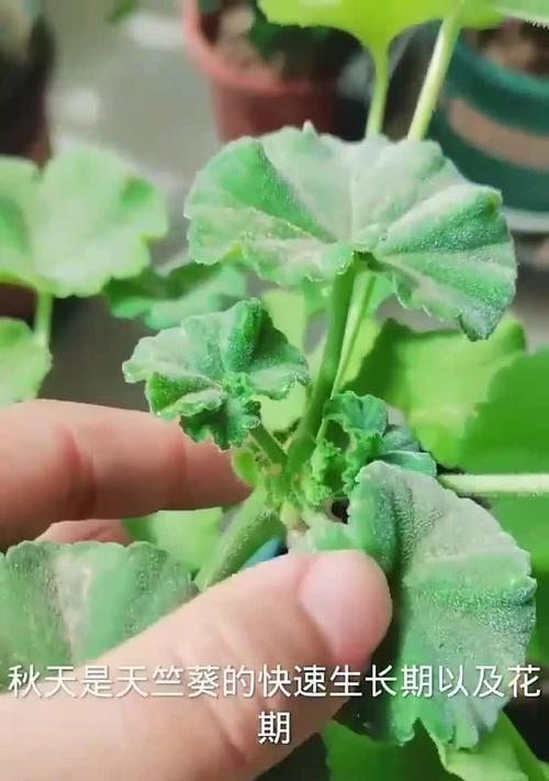 天竺葵什么时候开花？