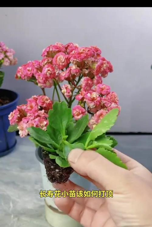 天竺葵什么时候开花？