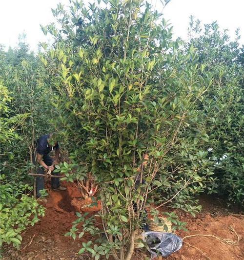 桂花树在北京的栽种条件是什么？
