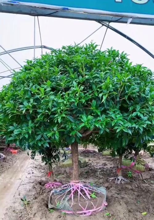 桂花树在北京的栽种条件是什么？