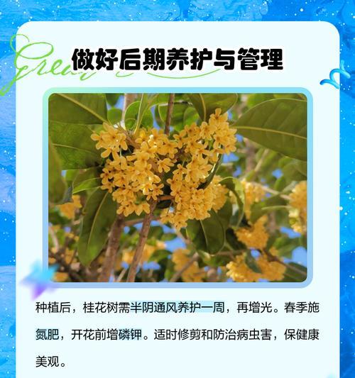 桂花树在北京的栽种条件是什么？