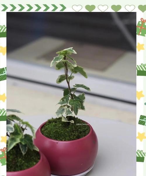 常青藤盆栽的养护方法有哪些？