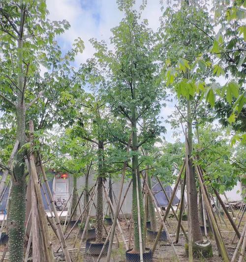 木棉种植的土壤深度和改良建议是什么？