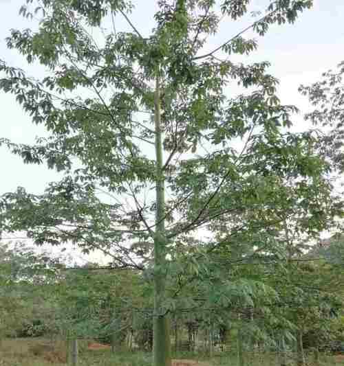 木棉种植的土壤深度和改良建议是什么？