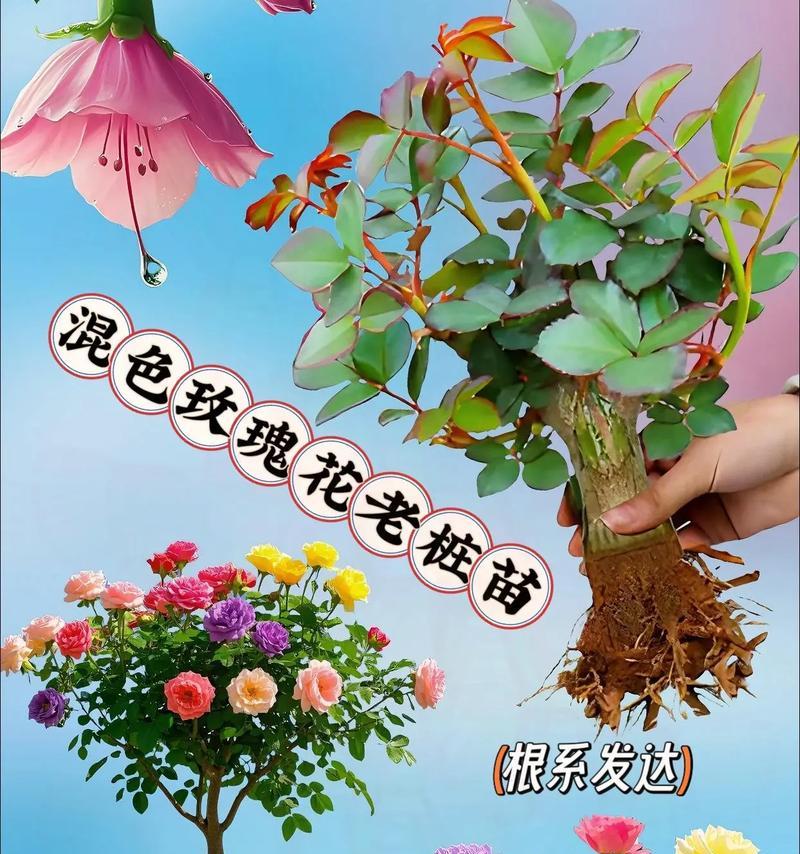 玫瑰花如何种植及养护？