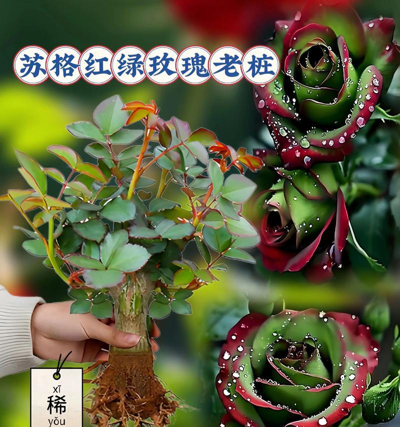 玫瑰花如何种植及养护？