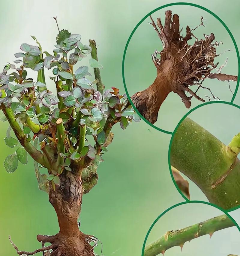 玫瑰花如何种植及养护？