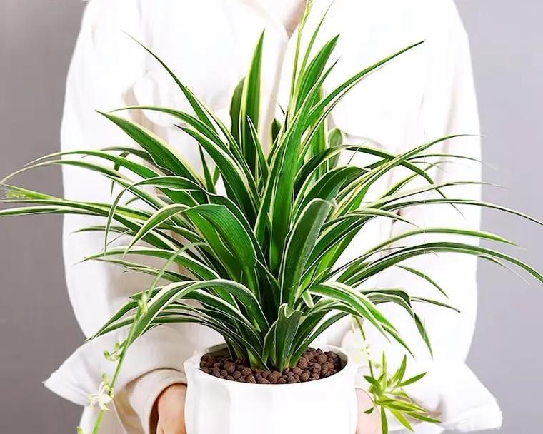 个性植物小盆栽有哪些？